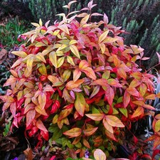 Nandina domestica Woods Dwarf