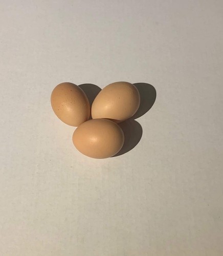 Chicken hatching eggs - chicken,
