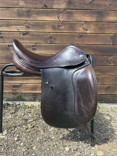 Harry dabbs jaguar dressage - harry,