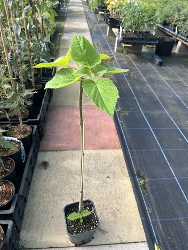 Foxglove tree 60cm - tree, 40/60cm