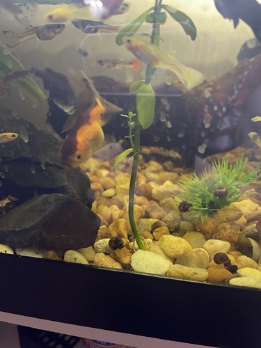 Live freshwater fancy - fancy, goldfish