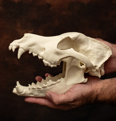 German shepherd skull - german, life