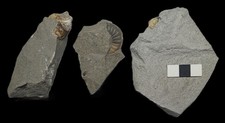 3 unprepared ammonite fossils