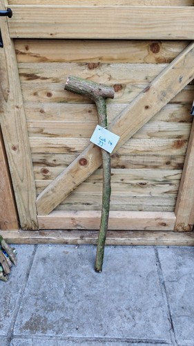 Twisted twisty wood hazel - wood,