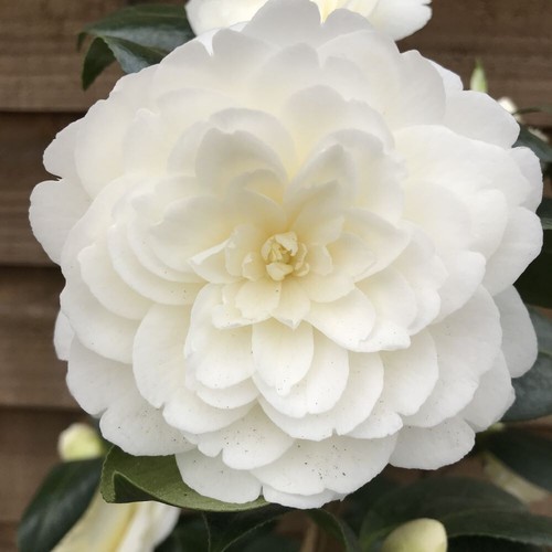 Camellia golden anniversary - camellia, 2l