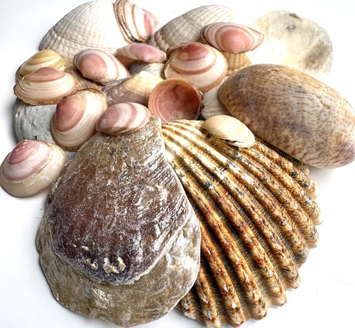 Sea shells x15 natural - sea,