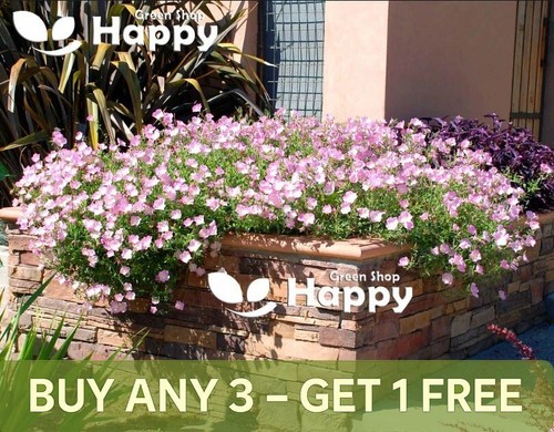 Showy evening primrose flower - primrose,