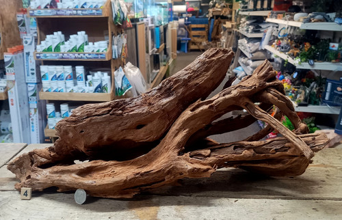Large mangrove 76cm - 41-76cm, root