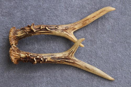 Pair roe deer - deer, (set
