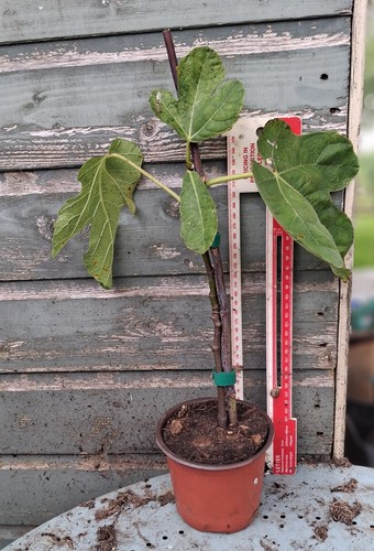 Ficus carica brown turkey - 'brown, turkey'