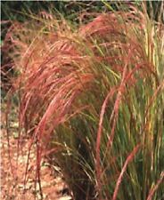 Ornamental Grass - Stipa