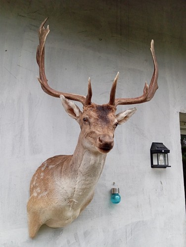 Fallow deer bull - bull, taxidermy