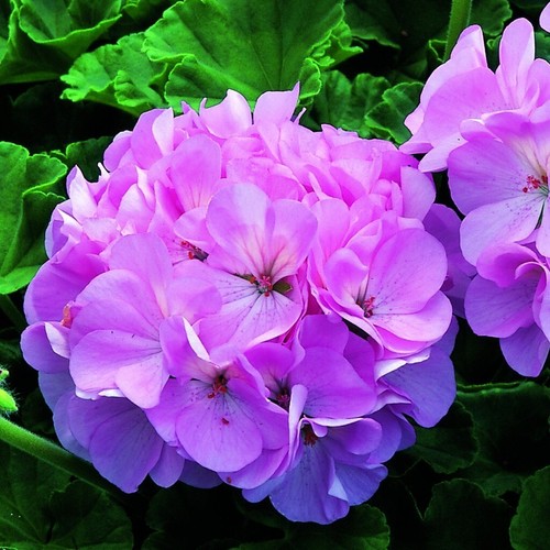 Geranium pelargonium zonale - pelargonium,