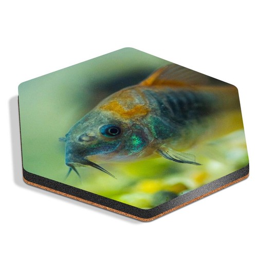 Hexagon mdf coaster aquarium - hexagon,