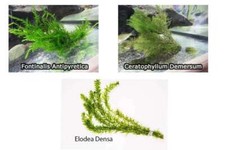 Oxygenating Pond Water Plants - 1 - 30 Bunches - 3 Types - Weighted