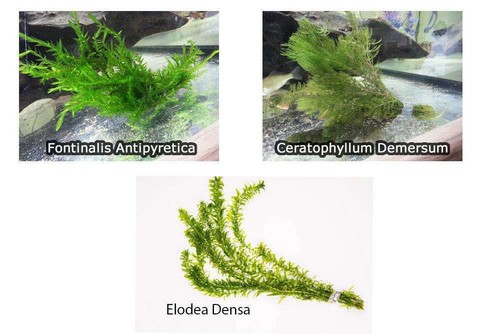 Oxygenating pond water plants - oxygenating,