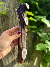 Wild Red Deer Antler Dog Chews
