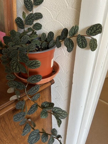 Begonia decorative unrooted - decorative,