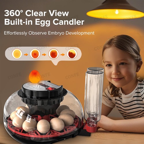 Egg incubator for hatching - egg,