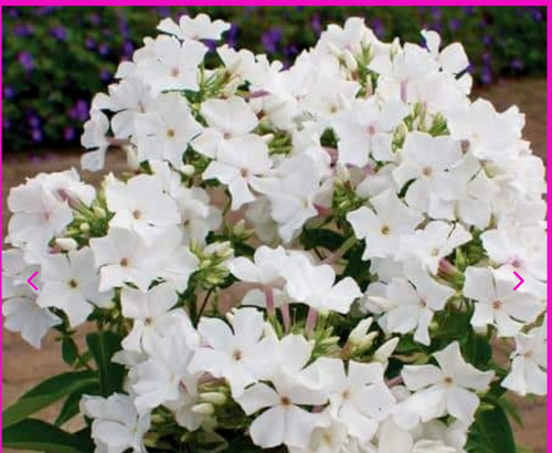 Phlox paniculata famous - famous, white