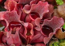 SARRACENIA PURPUREA VENOSA -