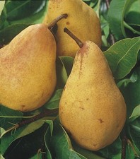 Dwarf Pear 'Williams' super