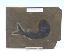 Fossil Fish Pholidophorus Americanus Jurassic New Mexico USA + Display Stand