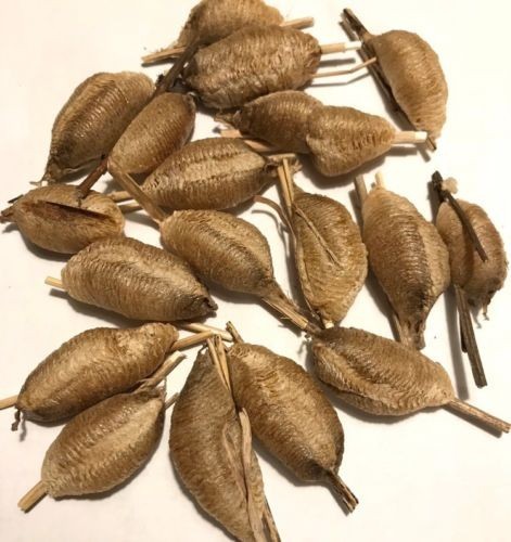 European praying mantis egg - 5,