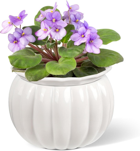 Buymax african violet pots 6 - violet,