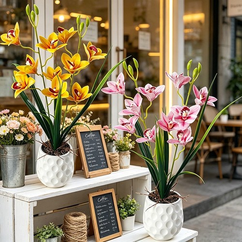 Cymbidium orchid plant - cymbidium,
