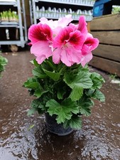 3 X Pink Pelargonium Plant |