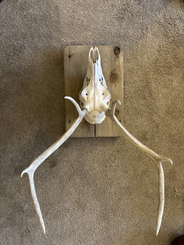 Deer skull with - deer, antlers