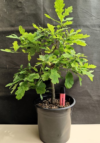 English oak bonsai material - english,