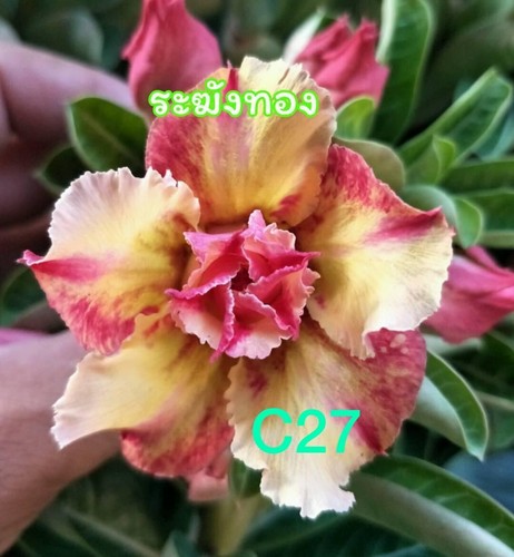 Seeds adenium obesum desert - 4,