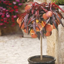Patio Peach Tree 'Crimson'