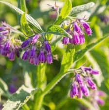Comfrey Root cuttings X 10 (
