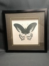 Butterfly Art Print Framed