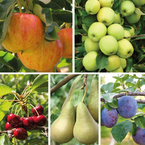 Patio fruit tree plants garden - patio,