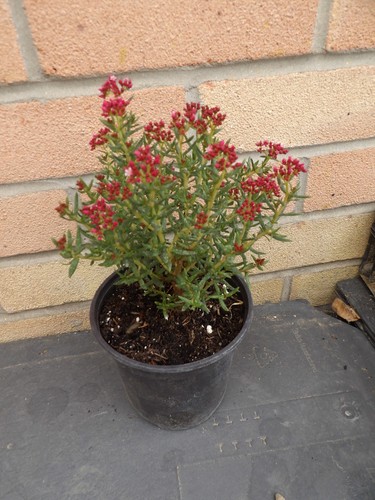 Crassula sarcocaulis - crassula,