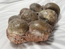 Segnosaur Therizinosaur Dinosaur Fossil Egg Clutch 8 Eggs Very Rare
