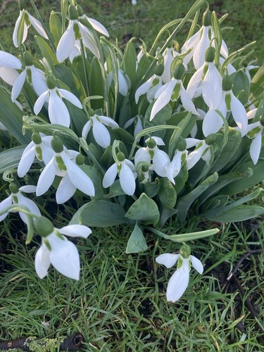 Twenty snowdrop galanthus - snowdrop,