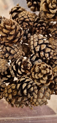 Pine fir cones - pine,