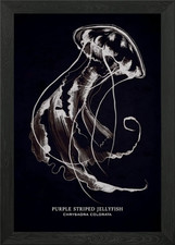 Jellyfish part three Framed