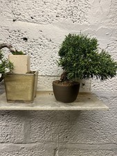  Juniper itoigawa Bonsai tree