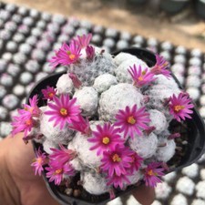 7CM Succulent Cactus plant Mammillaria humboldtii var caespitosa Cactaceae