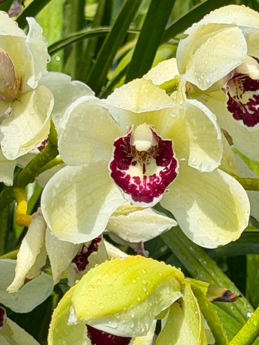 Cymbidium barrita quiver - cymbidium,
