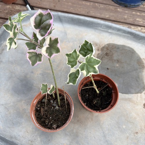 Pelargonium élégante - l’élégante, |