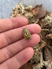 Live Tropical Giant High