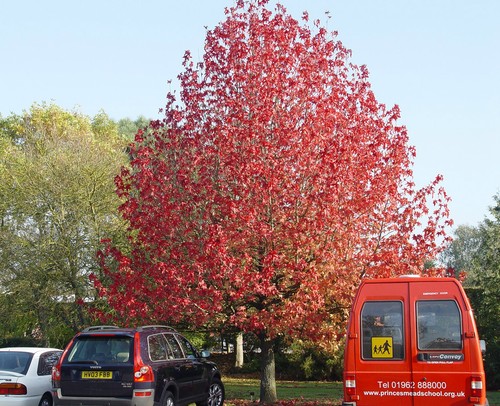 Sweet gum liquidambar - sweet, gum,