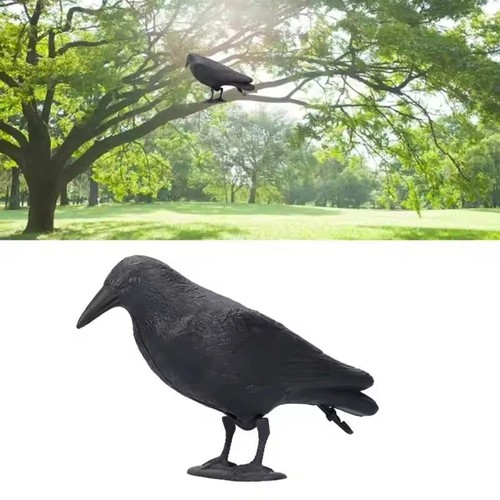 Decoy crow bird raven - decoy,